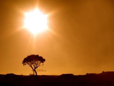 SUNSHINE