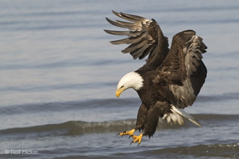 AMERICAN EAGLE Birds of Prey