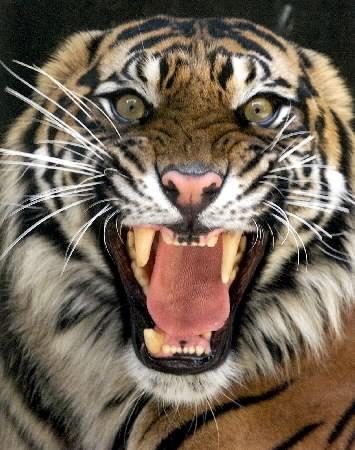 Angry Tiger